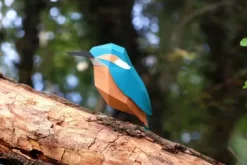 3D Papiermodell Vögel