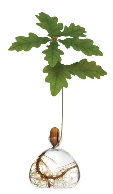 Keimglas Ilex