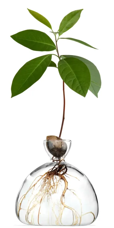 Keimglas Ilex