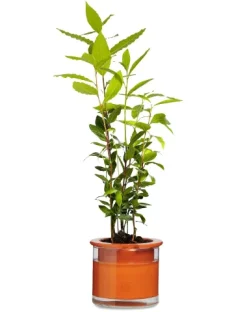 Pflanzgefäß Wet Pot Systems