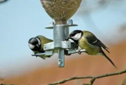 Vogelfutterspender Sodabird